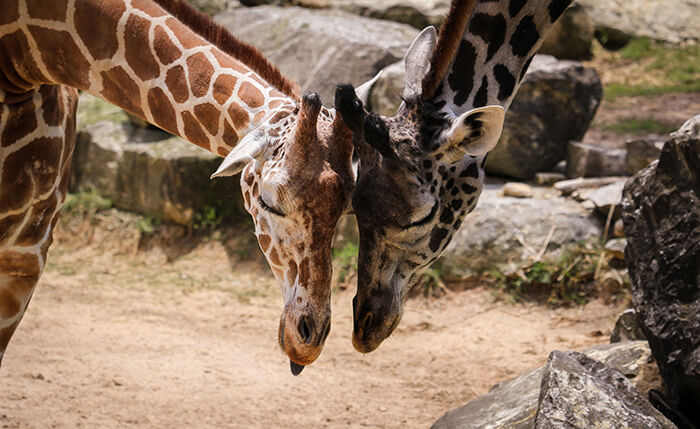 Cameron Park Zoo