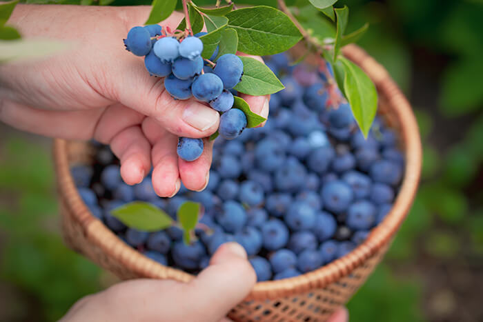 Carter Blueberry Farm