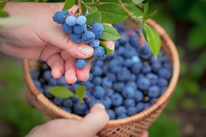 Carter Blueberry Farm