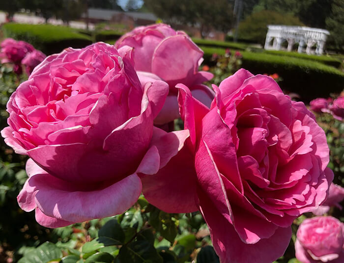 Fayetteville Rose Garden