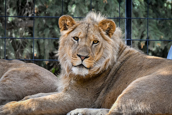 Idaho Falls Zoo