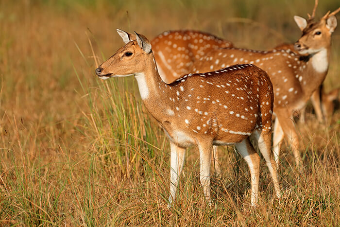 Lagoon Deer Park