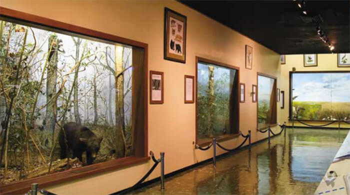 Louisiana Museum of Natural History