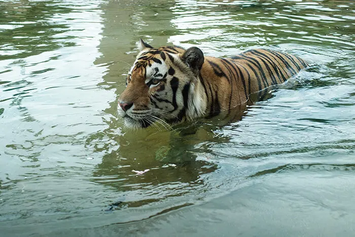 Mike the Tiger Habitat