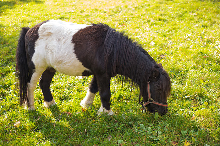 Quicksilver Miniature Horse Ranch