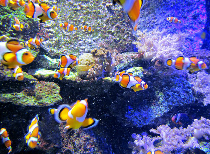 Sea Life Kansas City Aquarium