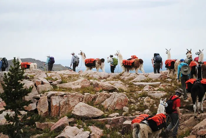 Wilderness Ridge Trail Llamas