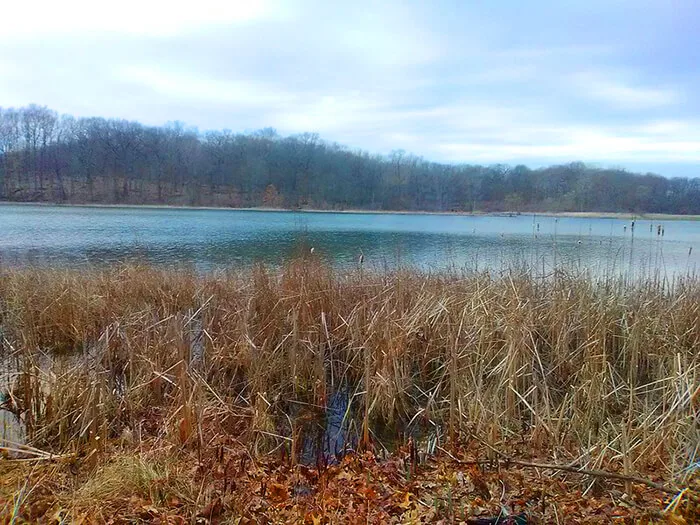 Asylum Lake Preserve