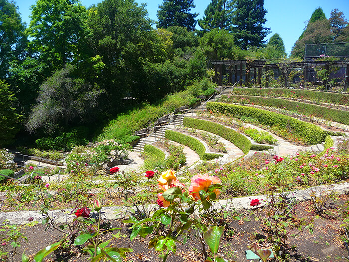 Berkeley Rose Garden