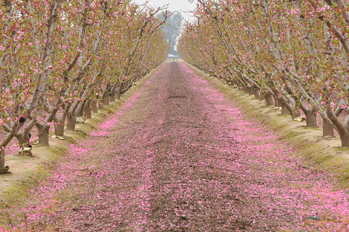 Fresno Blossom Trail