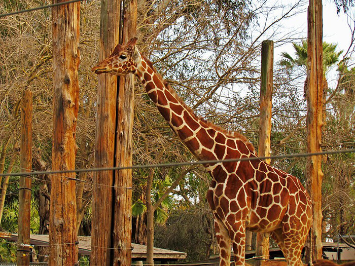 Fresno Chaffee Zoo