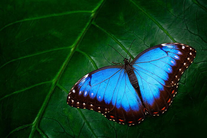 Missoula Butterfly House and Insectarium