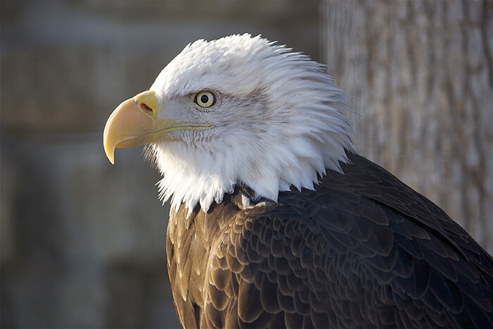 Oxbow Park and Zollman Zoo