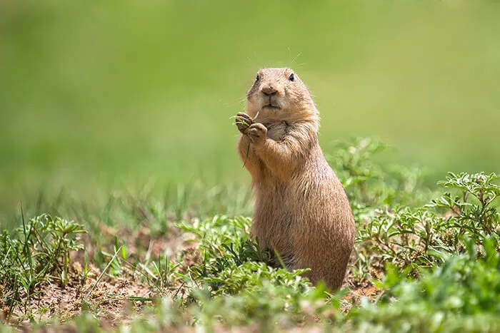 Prairie Dog Town