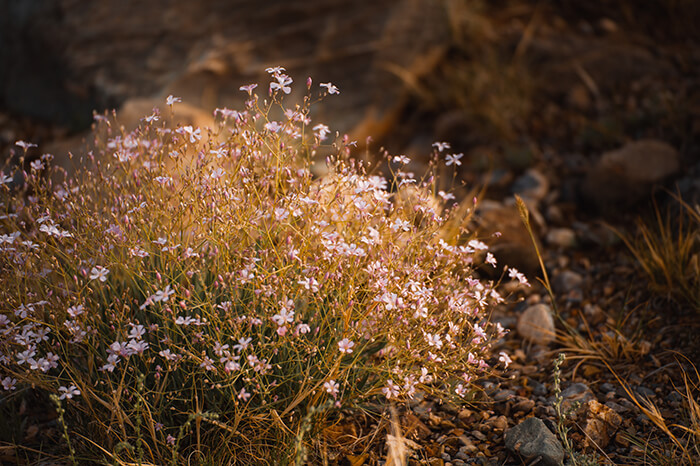 River Villa and Jan Schau Wildflower Walk