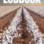 things to do in Lubbock, TX