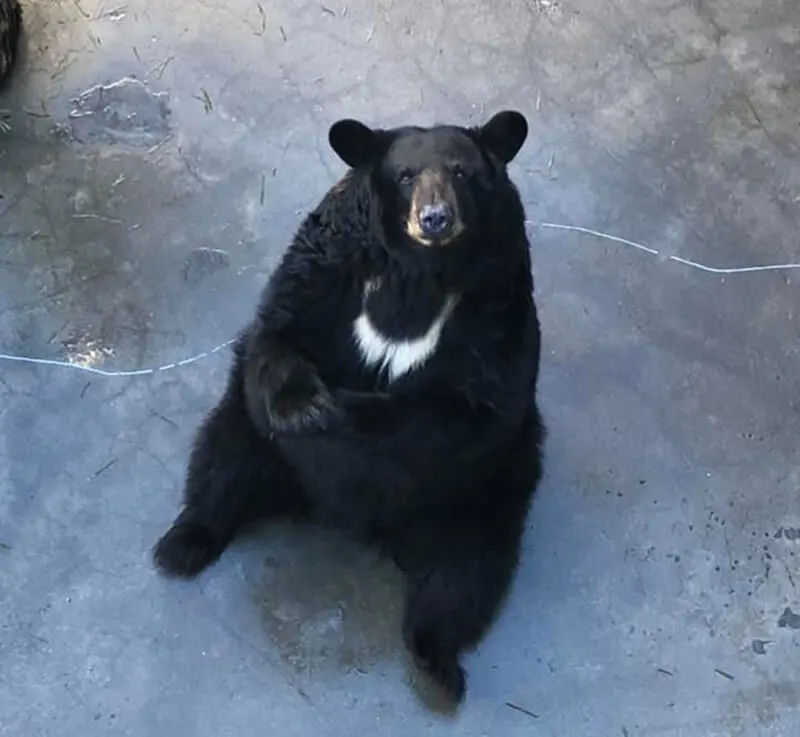 Cherokee Bear Zoo