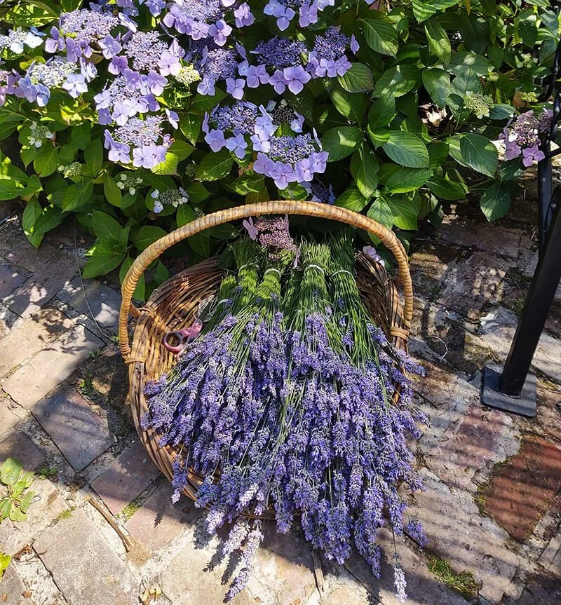Painted Lady Lavender Farm
