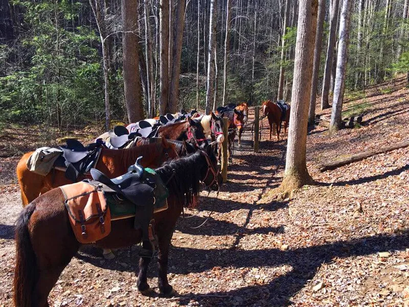 Smokemont Riding Stables