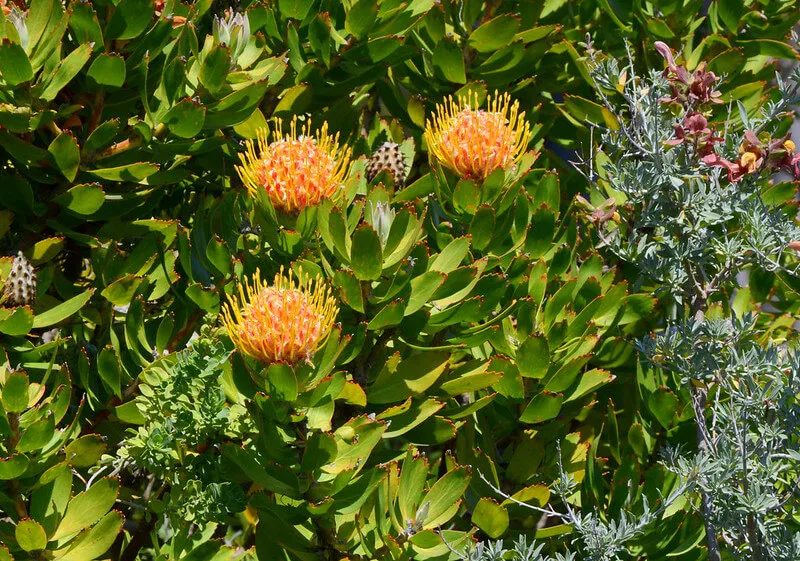 University of California Irvine Arboretum