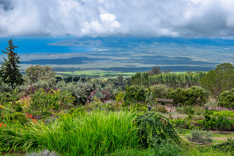 Ali’i Kula Lavender Farm