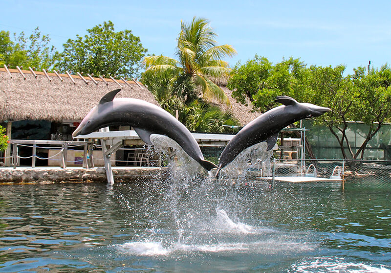 Dolphins Plus Bayside