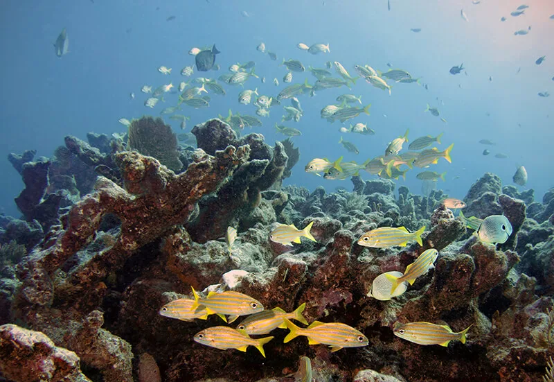 Florida Keys National Marine Sanctuary