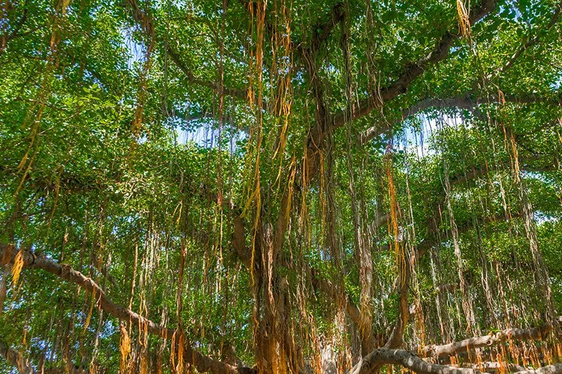 Lahaina Banyan Court Park