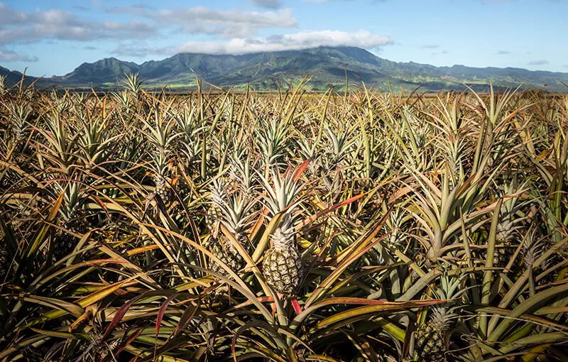 Maui Pineapple Tours