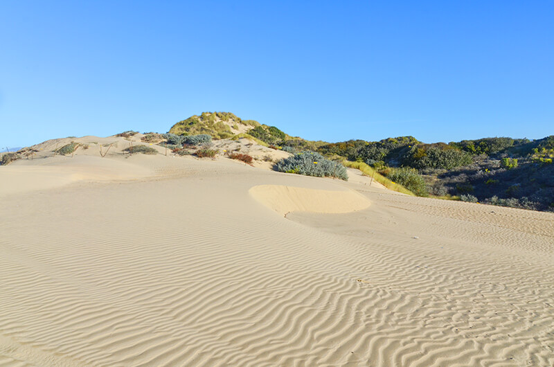 Oceano Dunes State Vehicular Recreation Area