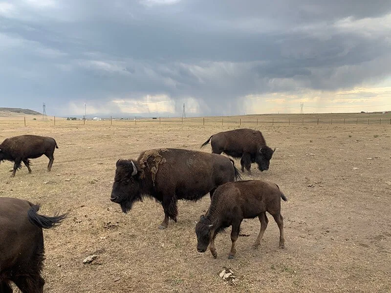 Terry Bison Ranch