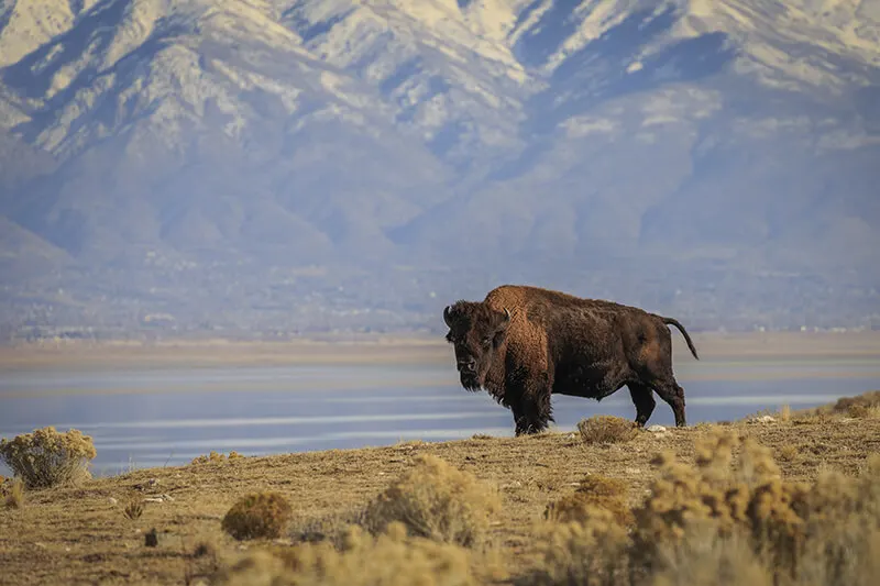 Antelope Island