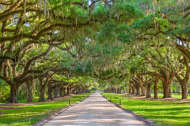 Boone Hall Plantation & Gardens