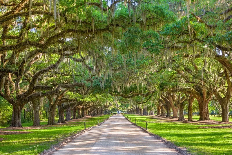 Boone Hall Plantation & Gardens