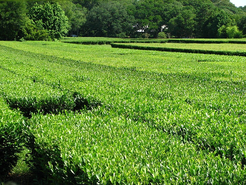 Charleston Tea Garden