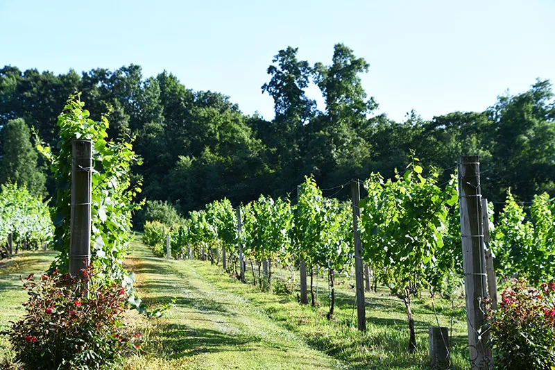 Connecticut Wine Trail