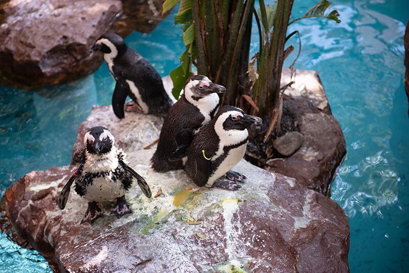 Dallas World Aquarium