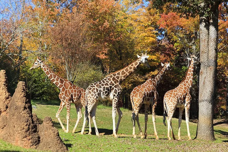 North Carolina Zoo