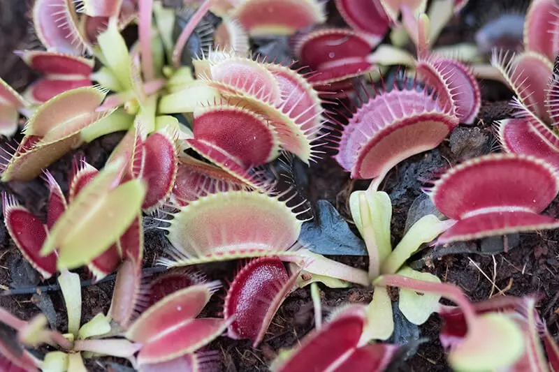 Stanley Rehder Carnivorous Plant Garden