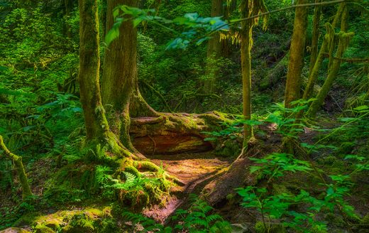40 Best & Fun Things To Do In Portland (Oregon) - Attractions & Activities