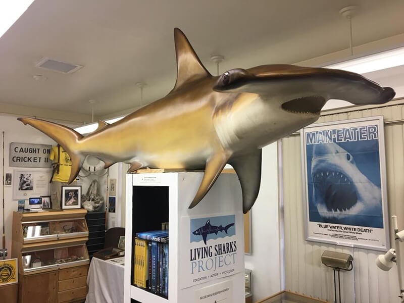 Living Sharks Museum