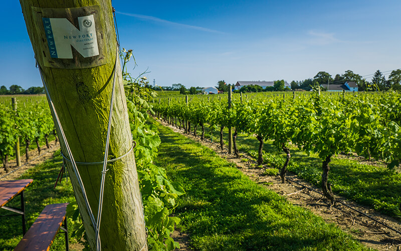 Newport Vineyards