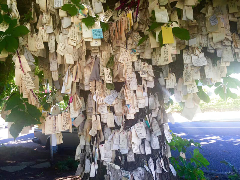 Wishing Tree