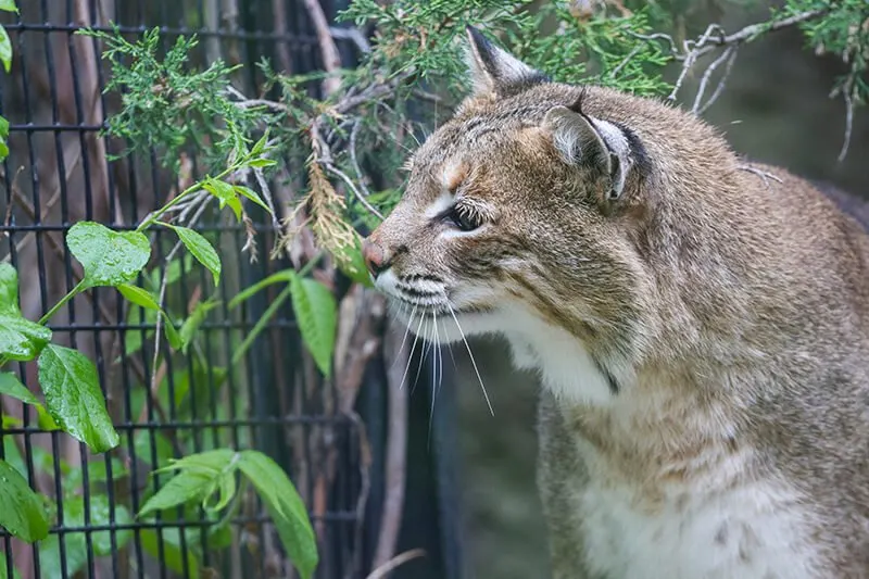 Bay Beach Wildlife Sanctuary