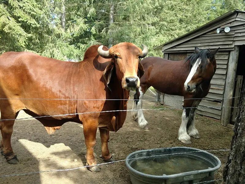 Big Red's Barn Indoor Animal Experience and Education