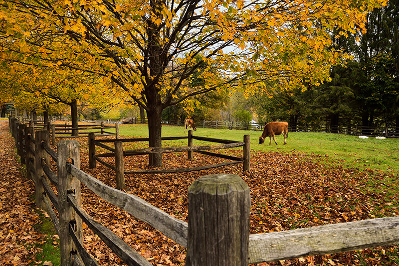 Billings Farm and Museum