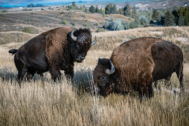 Bison Range