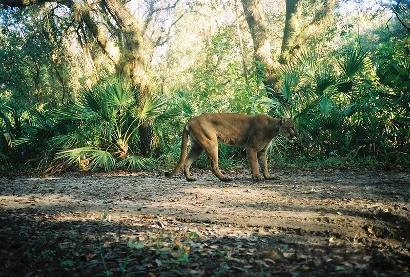 Florida Panther National Wildlife Refuge