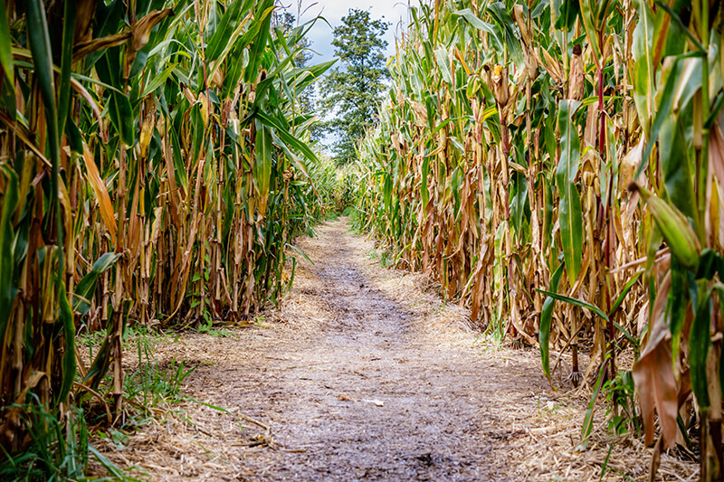 Great Vermont Corn Maze