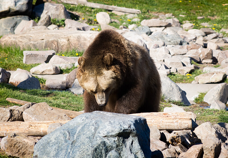 Grizzly and Wolf Discovery Center